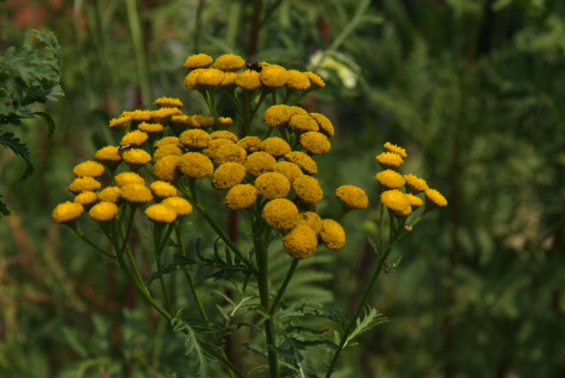 Tanacetum vulgareBoerenwormkruid bestellen